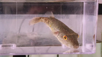 Abei Puffer (Pao Abei)