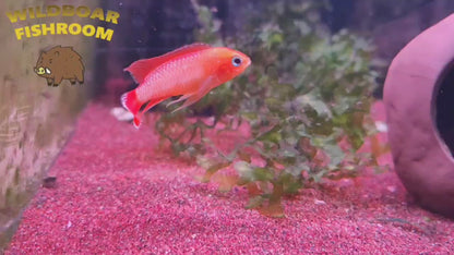 Apistogramma Agassizii ” Fire red “