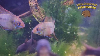 German blue ram