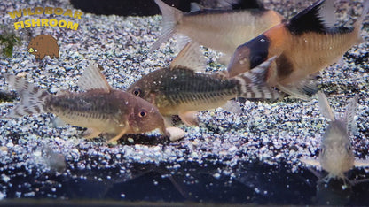 Corydoras gossei
