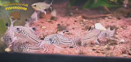 Corydoras leopard