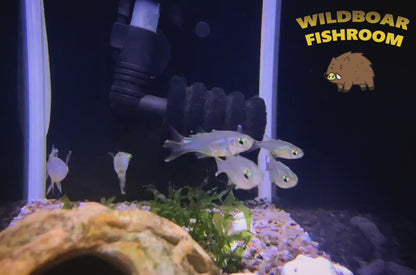 Celebes rainbowfish (Marosatherina ladigesi)