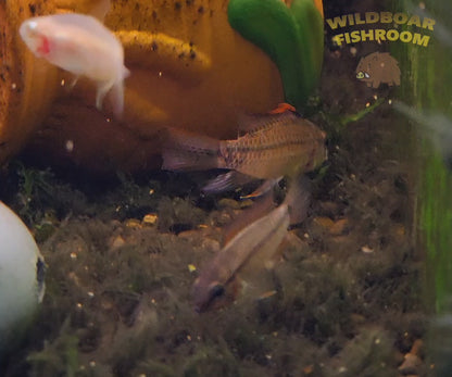 Apistogramma eremnopyge