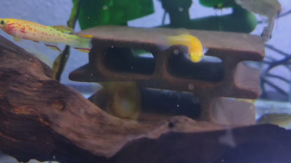 Gardneri gold killifish Pair