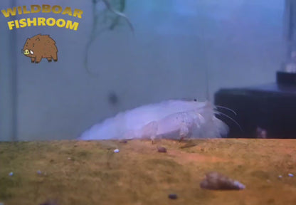 Vampire shrimp (Atya gabonensis)