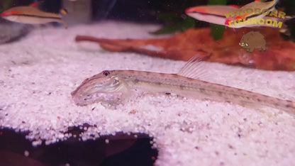 Horseface Loach (Acantopsis dialuzona)