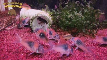 Corydoras venezuelanus