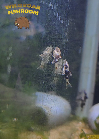 Parotocinclus britskii