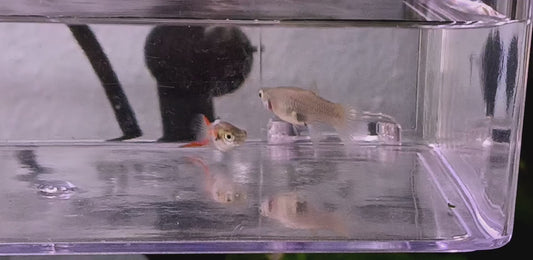 Orange endler pair x 1 (Male is short body)