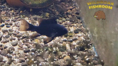 Black ram