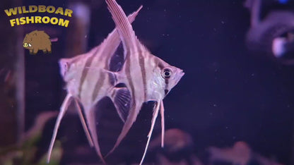 Altum Angelfish (CAPTIVE)