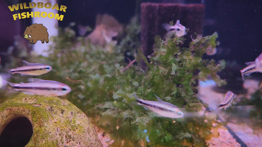 hyphessobrycon sp "blue devil"