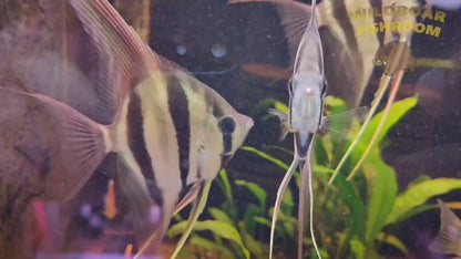 Altum Angelfish (CAPTIVE)