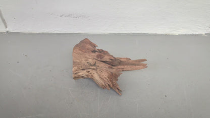 Driftwood #13
