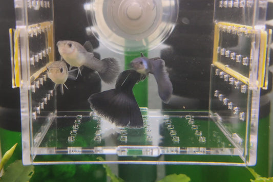 Black Moscow Guppy Pair