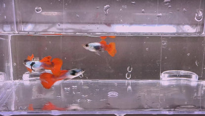 Silver Dumbo Ear Guppy