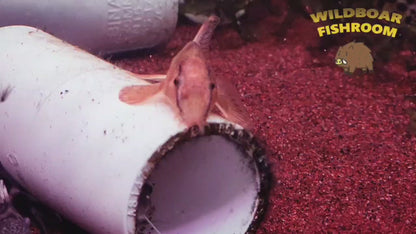 Spotted Sumatra Hillstream Loach (Homaloptera ocellata)