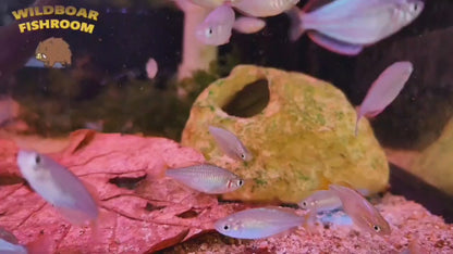 Dwarf Neon Rainbow fish