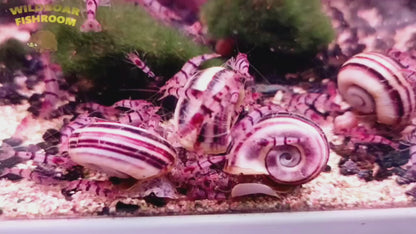 Racoon Tiger Shrimp