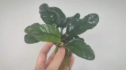 Anubias barteri "coffeefolia"