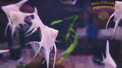 Albino dantum angelfish