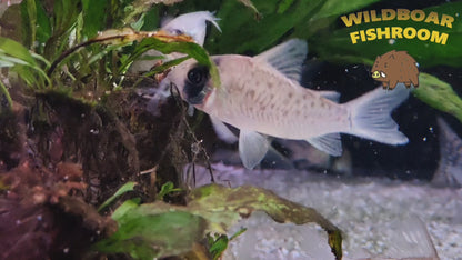 Corydoras sychri