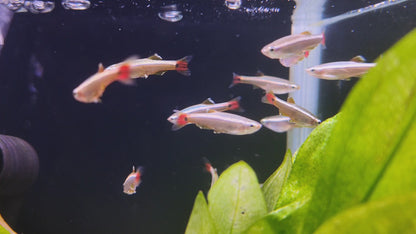 White Cloud Mountain Minnow