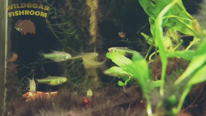 Kubotai Rasbora (Microdevario kubotai)