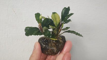 Bucephalandra sp