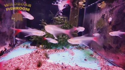 Bloodfin Tetras (Aphyocharax anisitsi)