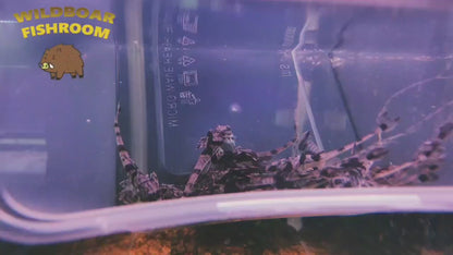 Marbled Whiptail (Loricaria simillima)