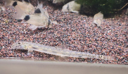 Horseface Loach (Acantopsis dialuzona)