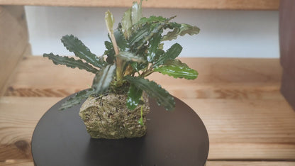 Bucephalandra sp