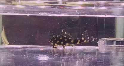 L471 pleco x 1