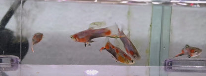 Blue Red Star endler x 3 ( Males) and Royal Whiptail x 2