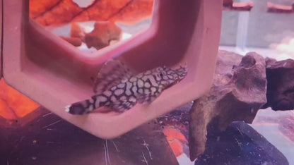 L519 (Ancistrus Honeycomb)