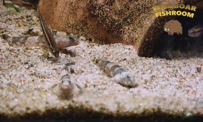 Dragon micro goby (Schismatogobius risdawatiae)