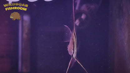 Altum Angelfish (CAPTIVE)