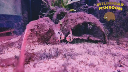 German blue ram