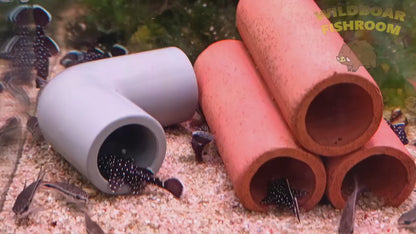 L183 pleco (starlight)