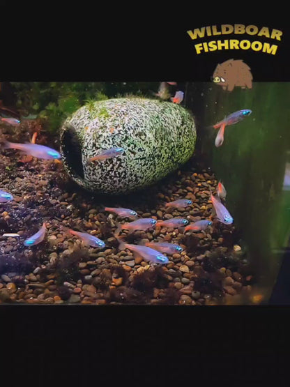 Diamond Head Neon Tetra