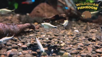 Gold Tetra (Hemigrammus rodwayi)