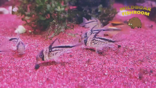 Corydoras Loxozonus