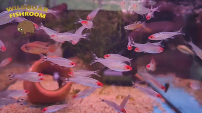 Platinum Rummy Nose Tetra