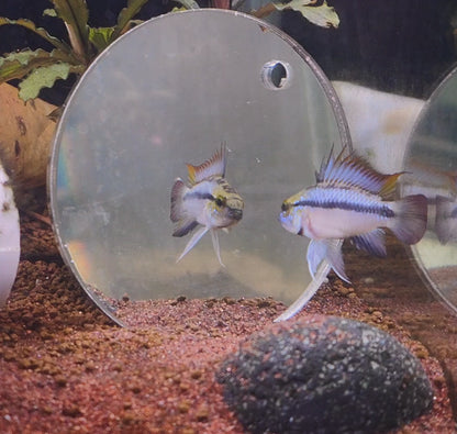 Apistogramma Trifasciata Pair