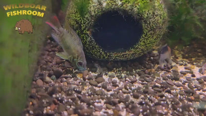 Apistogramma hoignei