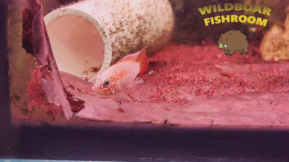 Apistogramma macmasteri gold