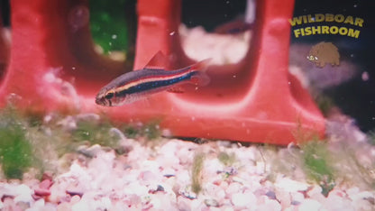 Weitzmani tetra (Poecilocharax weitzmaniis)