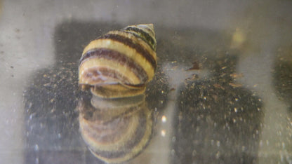 Piano snail (Taia naticoides)
