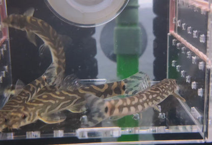 Zodiac AKA Batik Loach (Mesonoemacheilus triangularis)